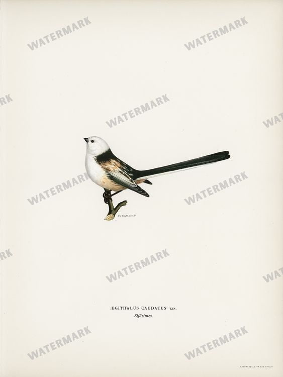 Birds Vintage Prints