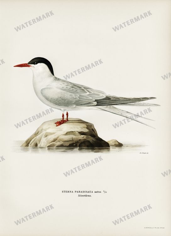 Birds Vintage Prints