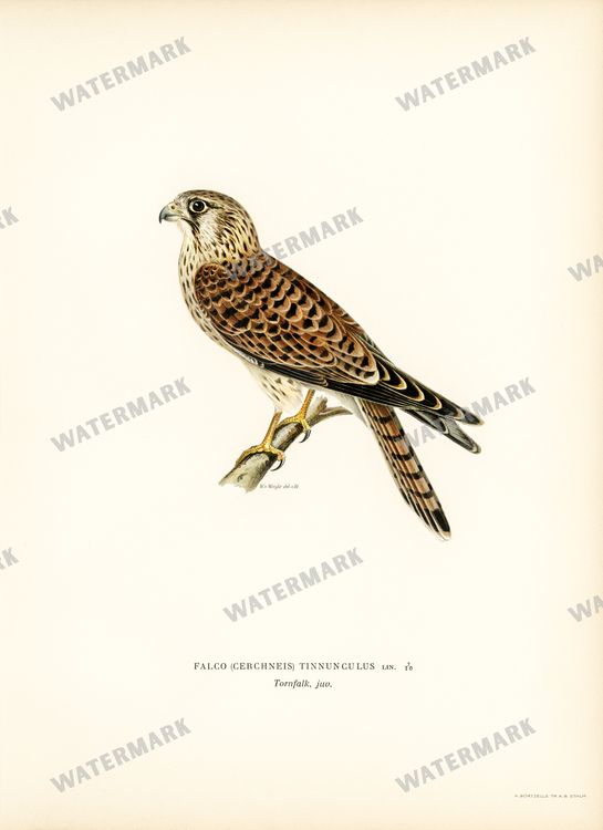 Birds Vintage Prints