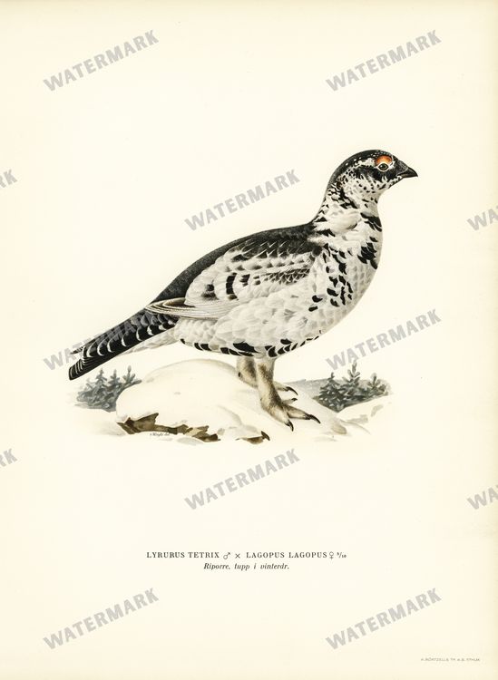 Birds Vintage Prints
