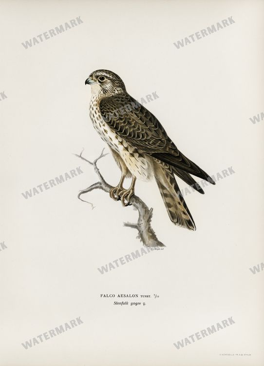 Birds Vintage Prints