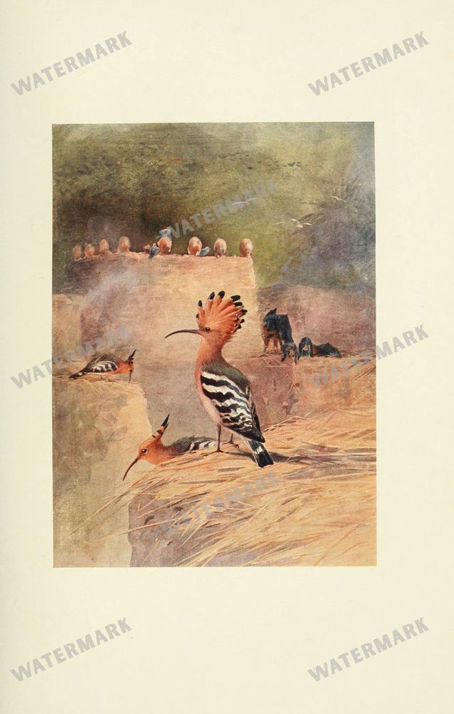 Birds Vintage Prints