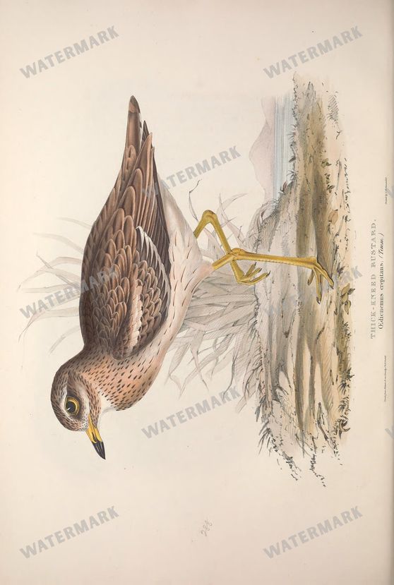 Birds Vintage Prints