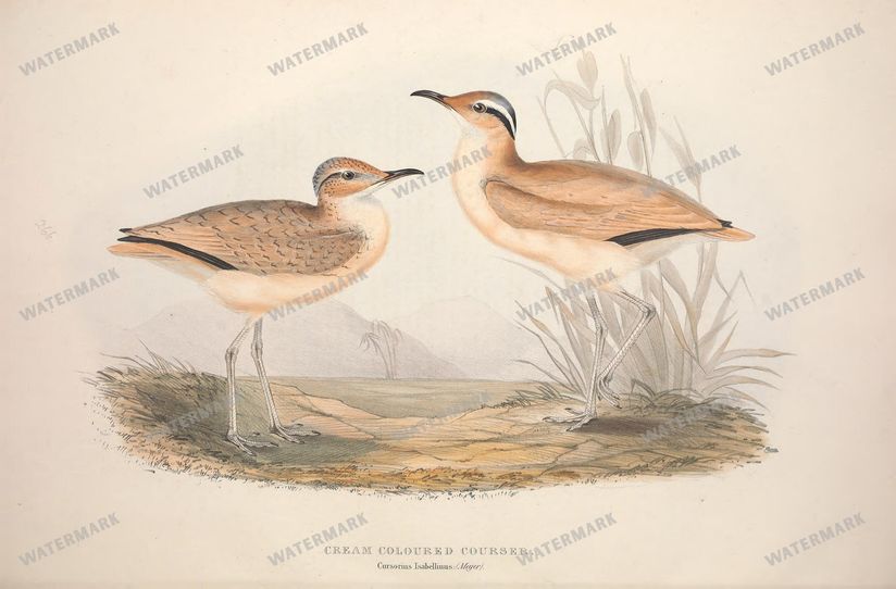 Birds Vintage Prints