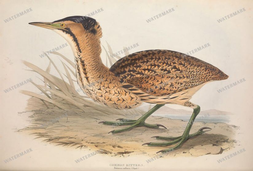 Birds Vintage Prints
