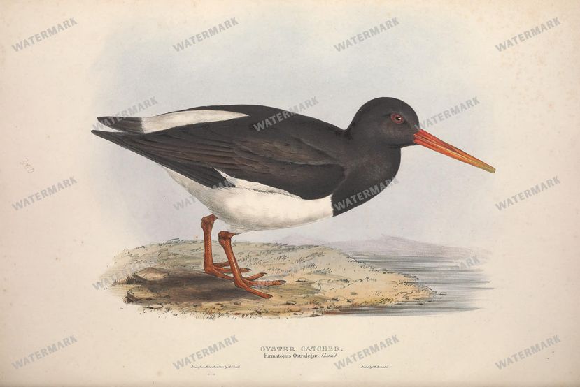 Birds Vintage Prints