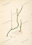 Botanical Plant Vintage Prints