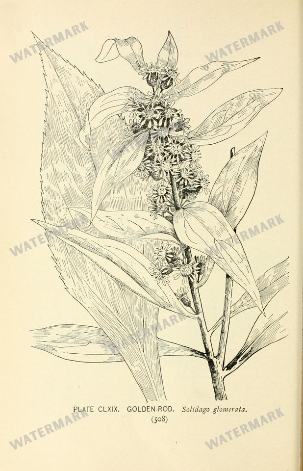 Botanical Sketches Vintage Prints