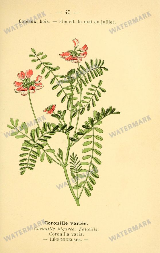 Botanical Vintage Prints