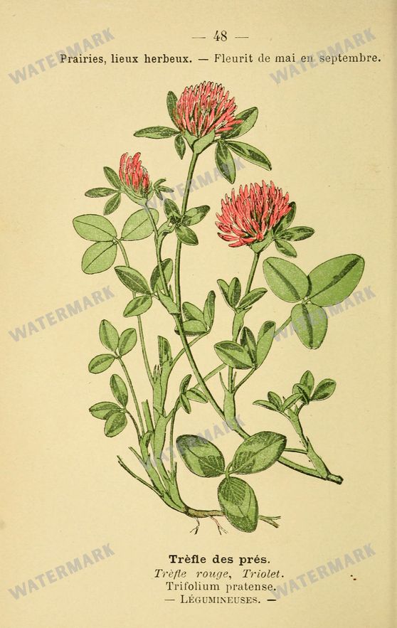 Botanical Vintage Prints