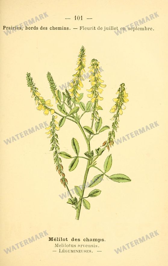 Botanical Vintage Prints