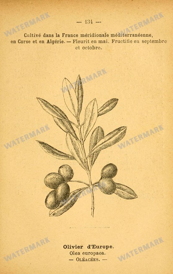 Botanical Vintage Prints