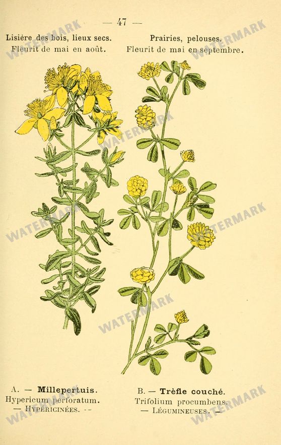 Botanical Vintage Prints