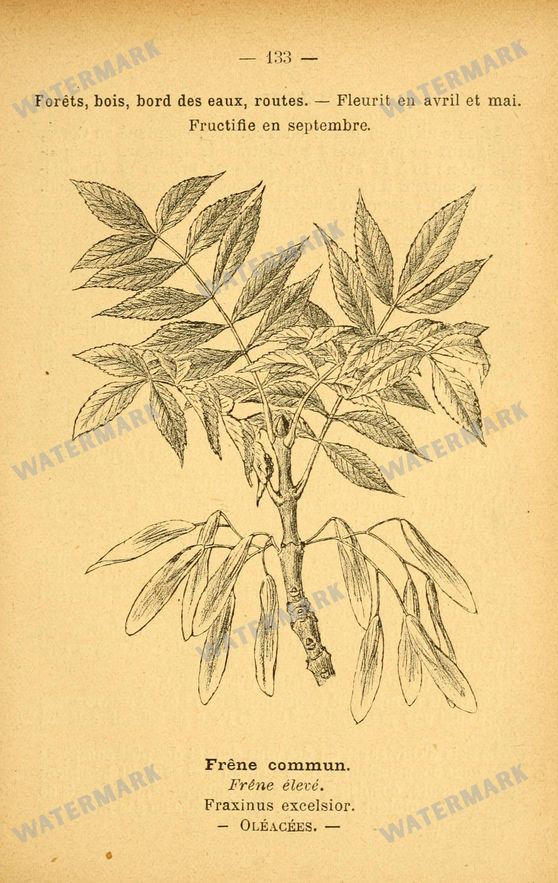 Botanical Vintage Prints