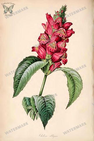 Botanical Vintage Prints