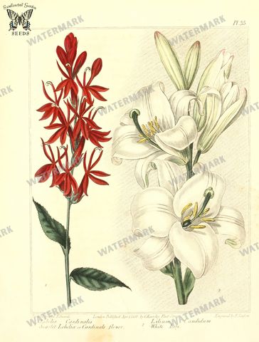 Botanical Vintage Prints