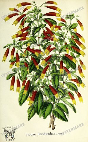 Botanical Vintage Prints