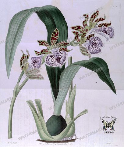 Botanical Vintage Prints