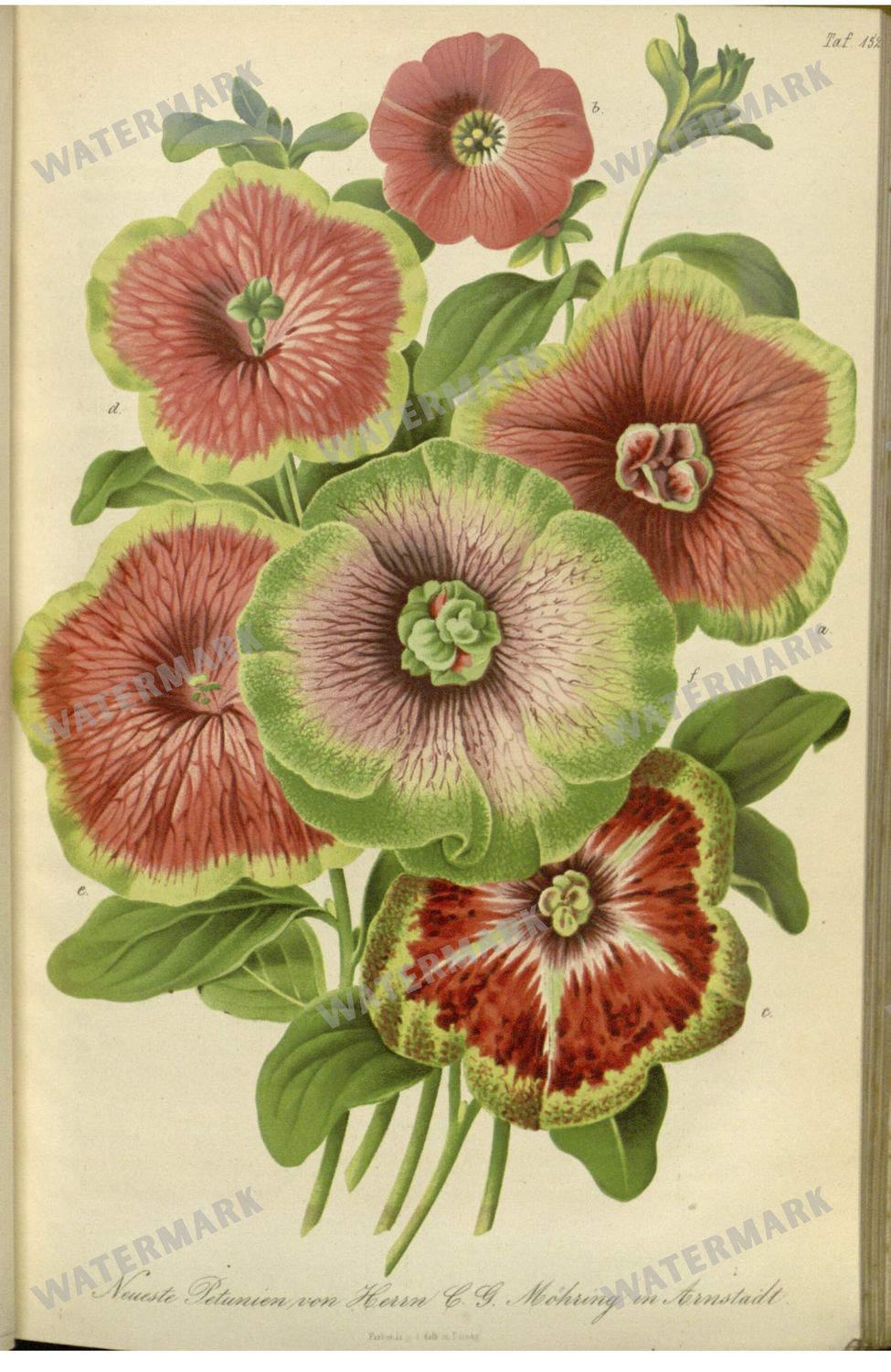 Botanical Vintage Prints