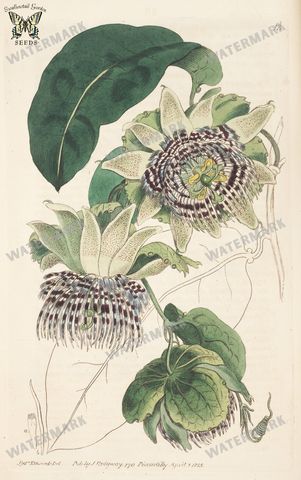 Botanical Vintage Prints