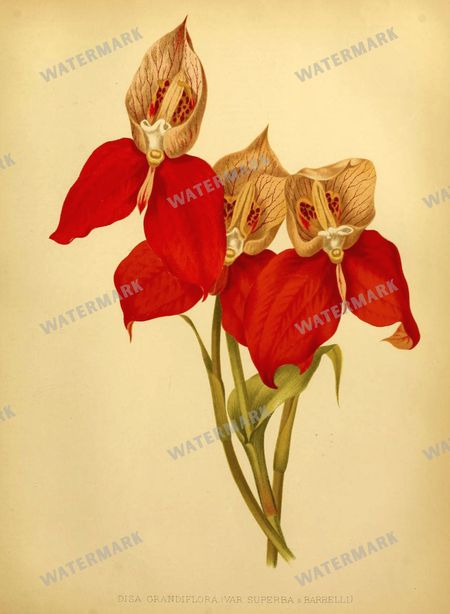 Botanical Vintage Prints