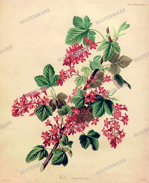 Botanical Vintage Prints