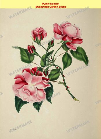 Botanical Vintage Prints