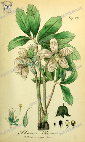 Botanical Vintage Prints