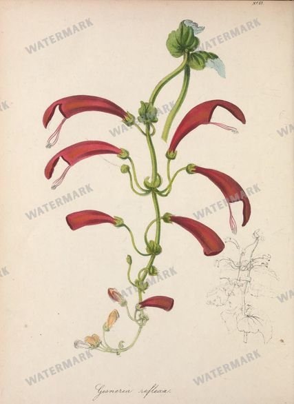 Botanical Vintage Prints