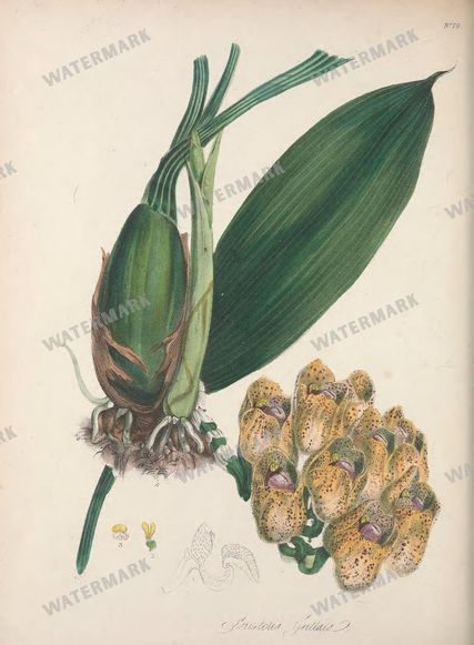 Botanical Vintage Prints