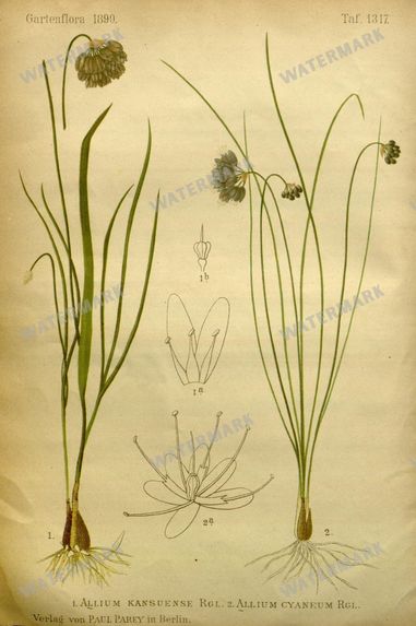 Botanical Vintage Prints