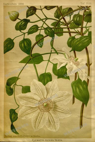 Botanical Vintage Prints