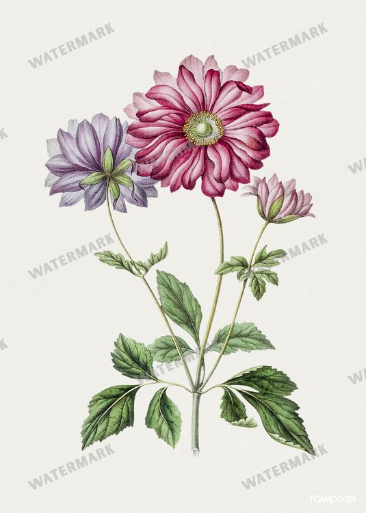 Botanical Vintage Prints