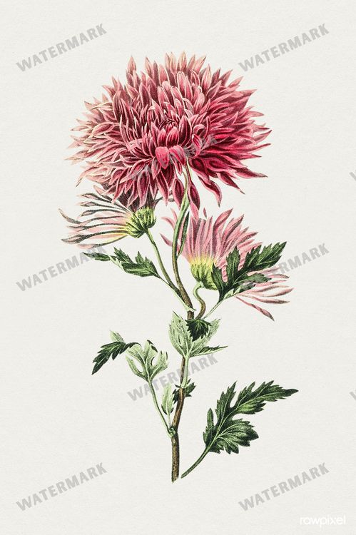 Botanical Vintage Prints