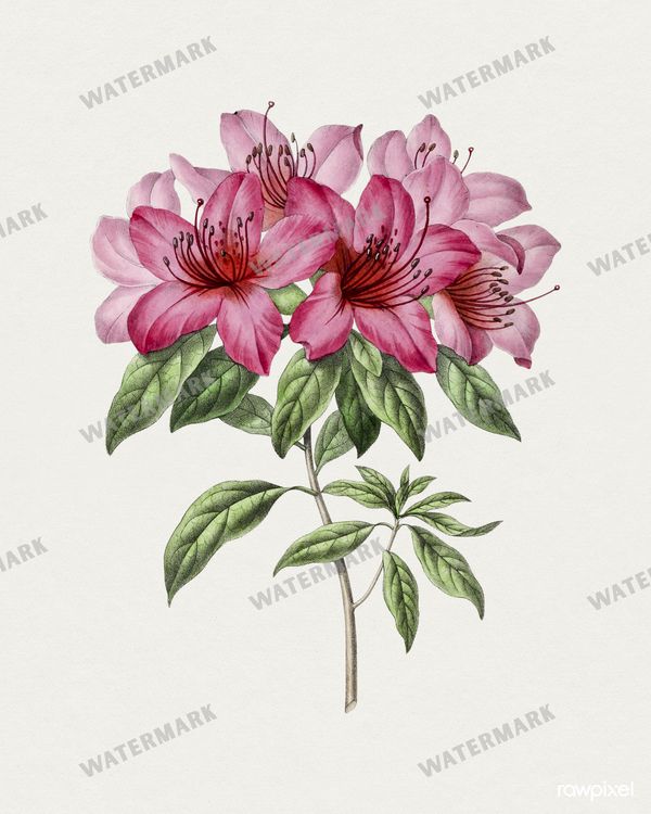 Botanical Vintage Prints