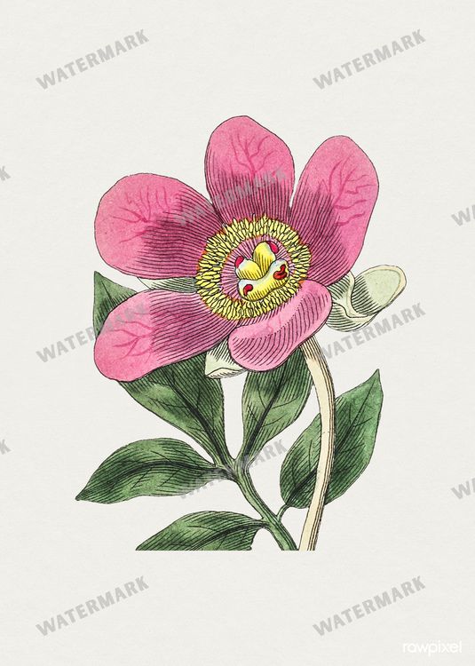 Botanical Vintage Prints