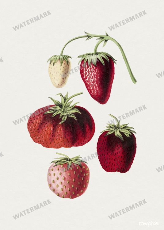 Botanical Vintage Prints