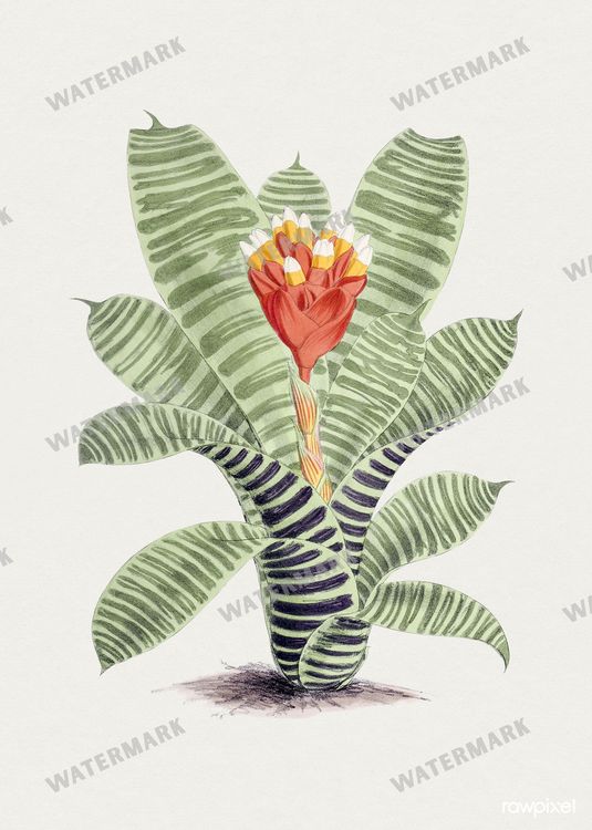Botanical Vintage Prints