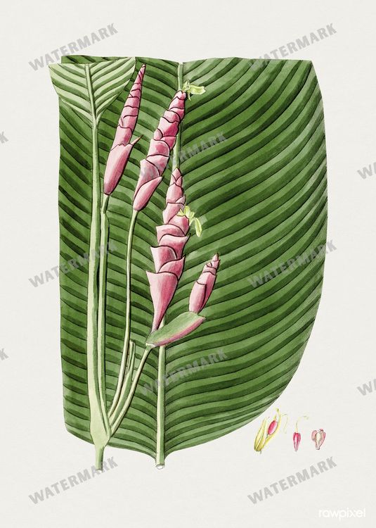 Botanical Vintage Prints