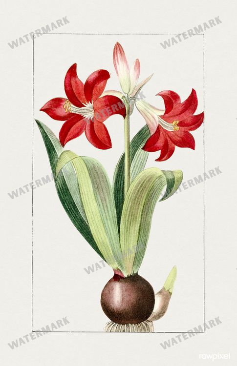 Botanical Vintage Prints