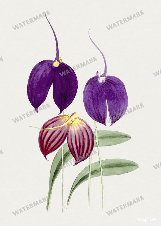 Botanical Vintage Prints
