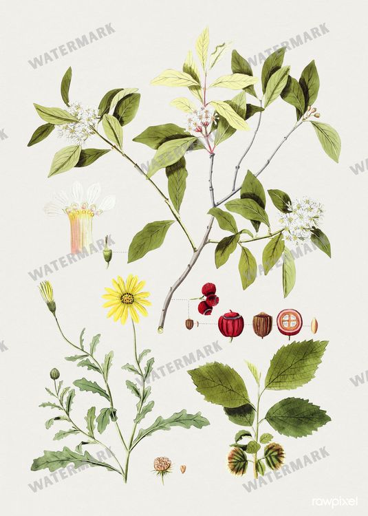 Botanical Vintage Prints