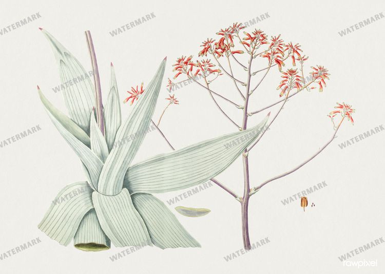 Botanical Vintage Prints