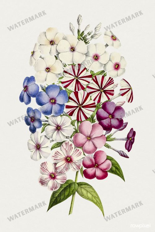 Botanical Vintage Prints