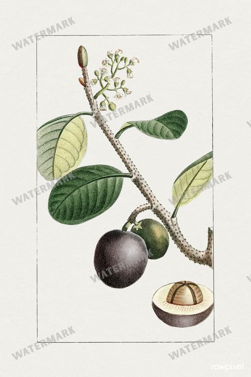Botanical Vintage Prints