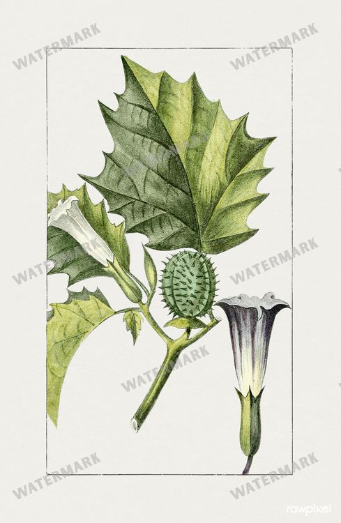 Botanical Vintage Prints