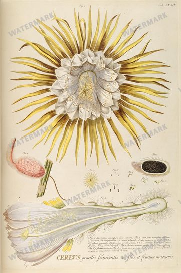 Botanical Vintage Prints