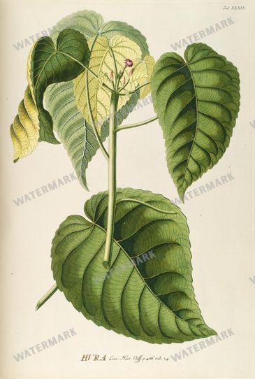 Botanical Vintage Prints