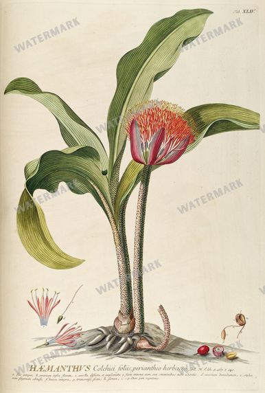 Botanical Vintage Prints