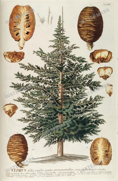Botanical Vintage Prints